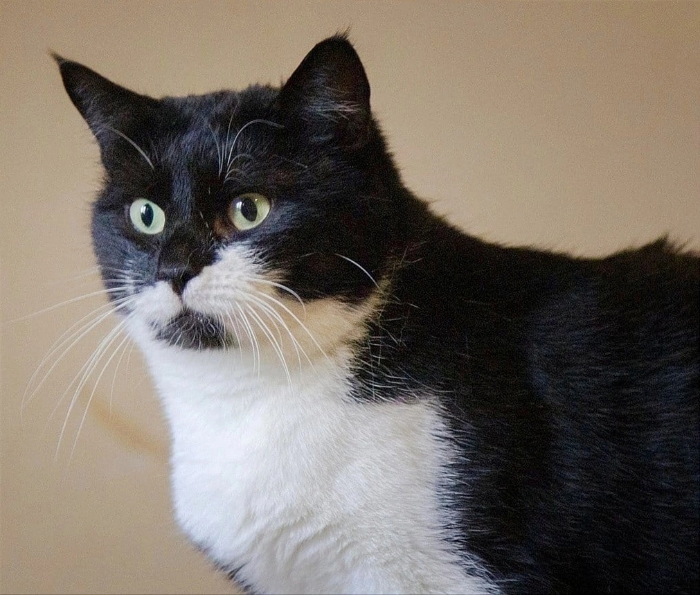 Найдена собака в Зеленограде — фото объявления