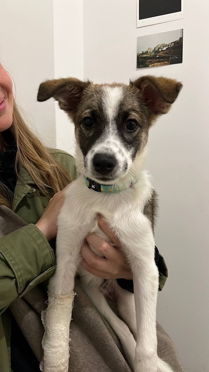 Найдена собака в Зеленограде — фото объявления