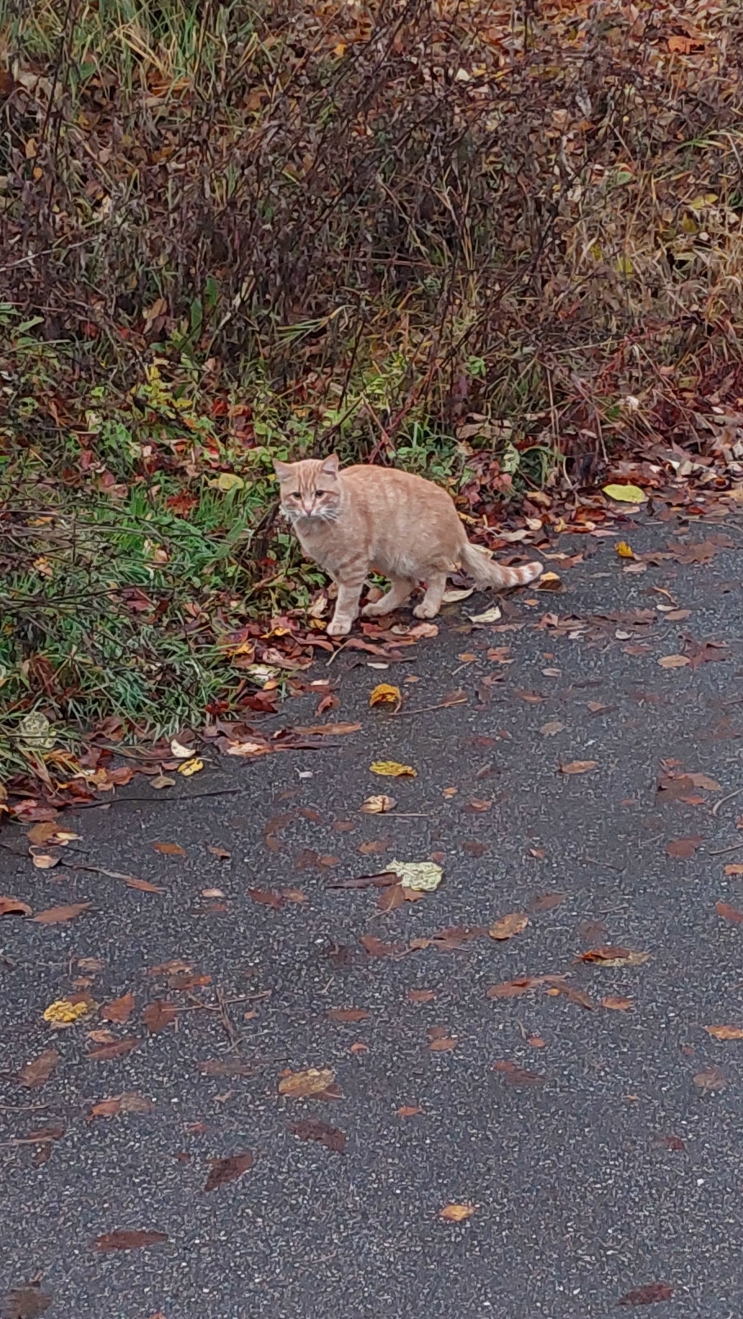 Пропала кошка в Зеленограде — фото объявления