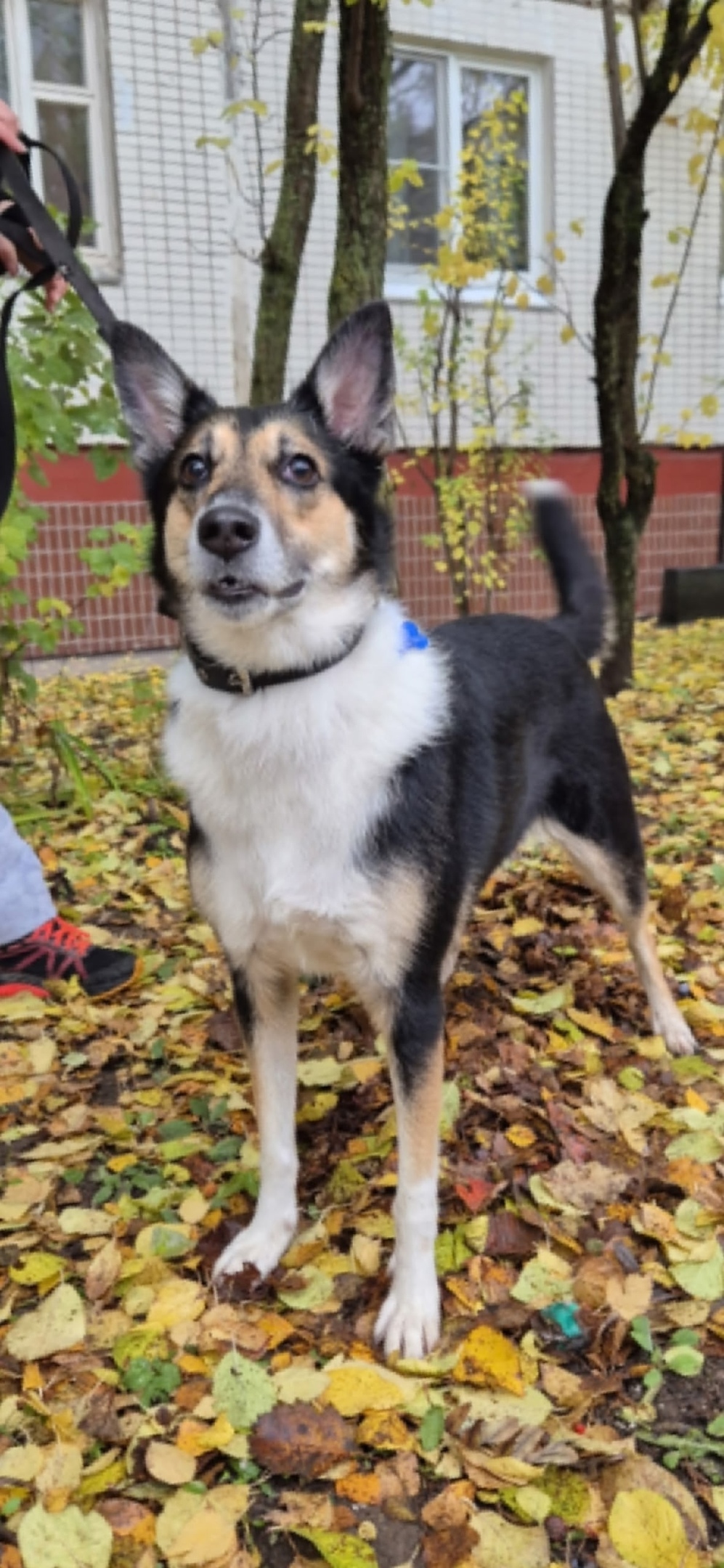 Найдена собака в Зеленограде — фото объявления