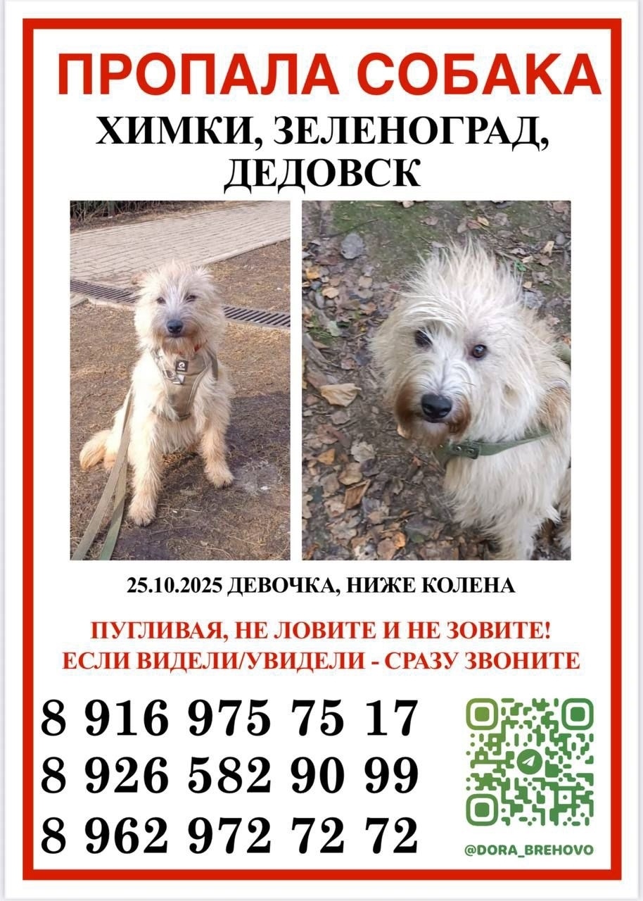 Пропала собака в Зеленограде — фото объявления