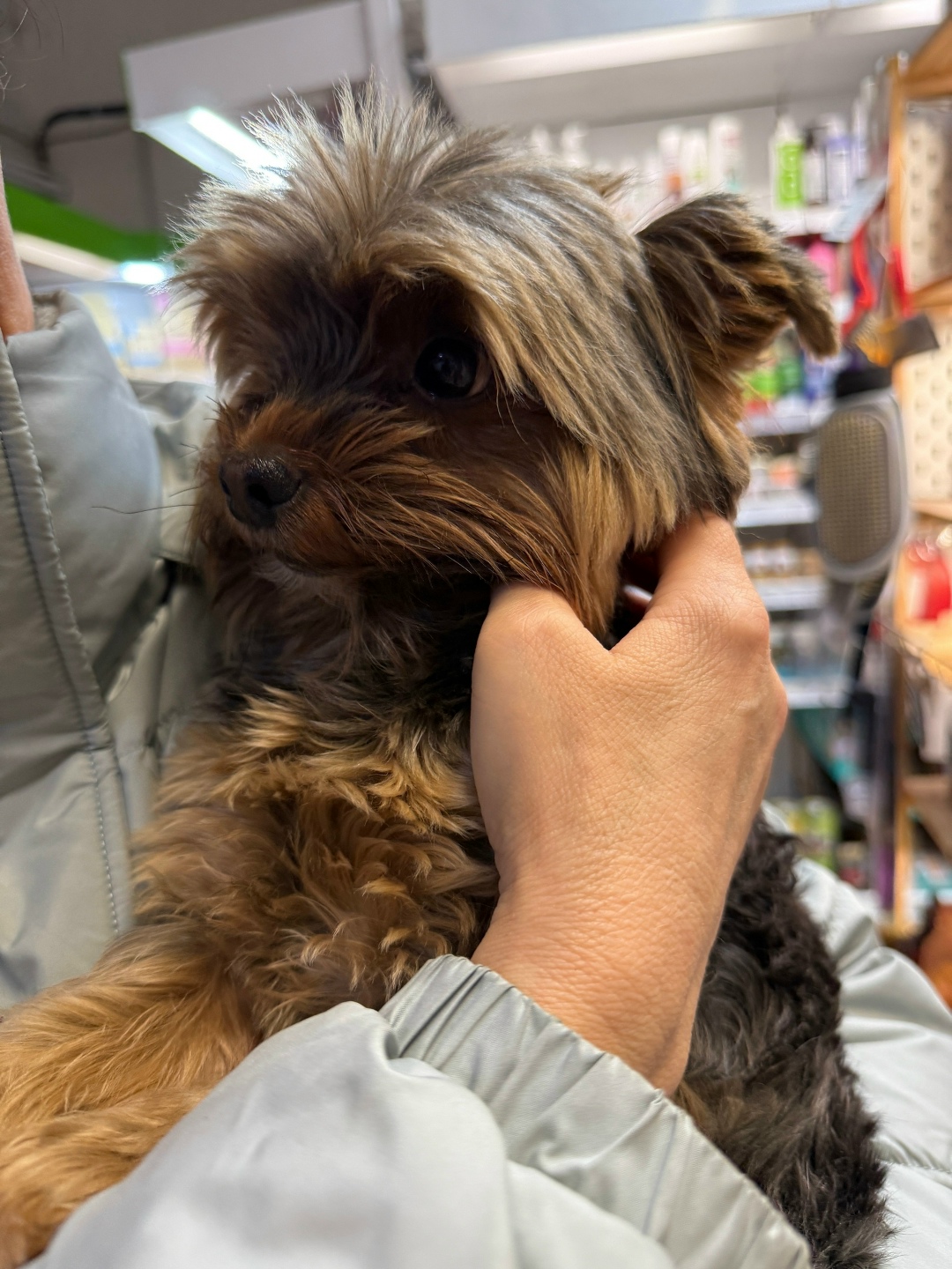 Найдена собака в Зеленограде — фото объявления