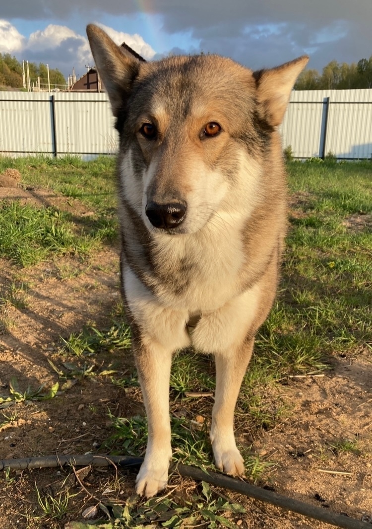 Пропала собака в Зеленограде — фото объявления