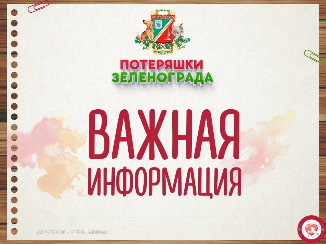 Найдена собака в Зеленограде — фото объявления