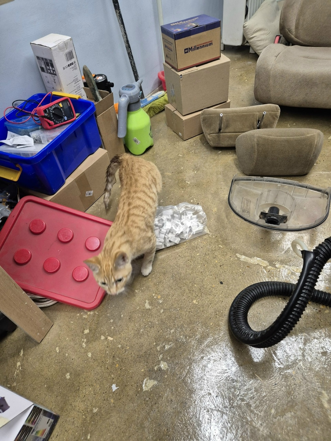 Найдена кошка в Зеленограде — фото объявления