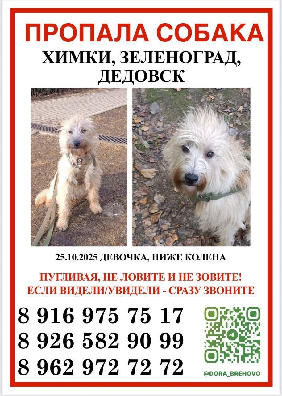 Пропала собака в Зеленограде — фото объявления