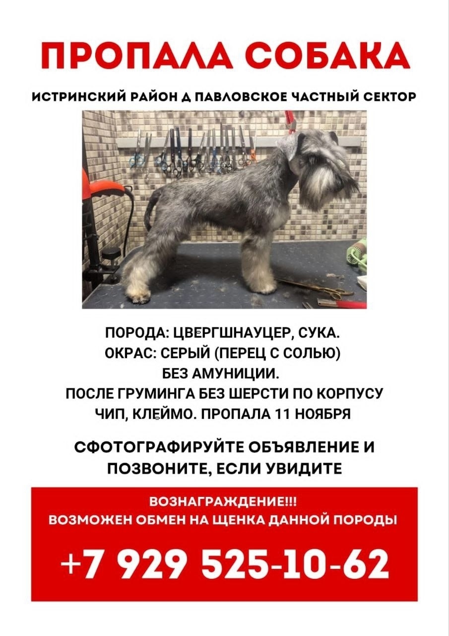 Пропала собака в Зеленограде — фото объявления