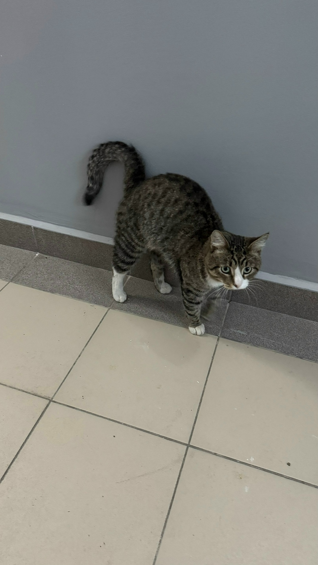 Найдена кошка в Зеленограде — фото объявления