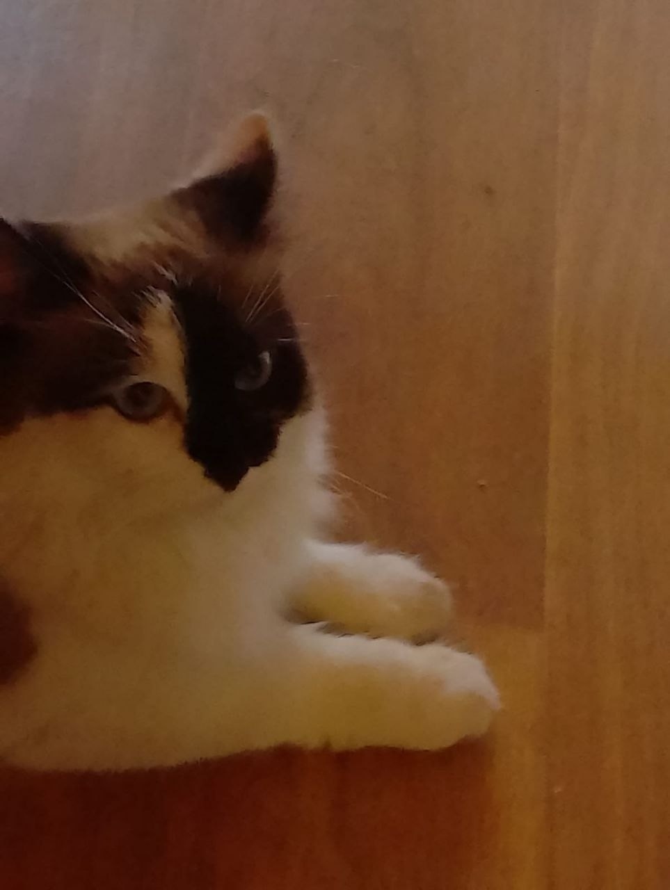 Пропала кошка в Зеленограде — фото объявления