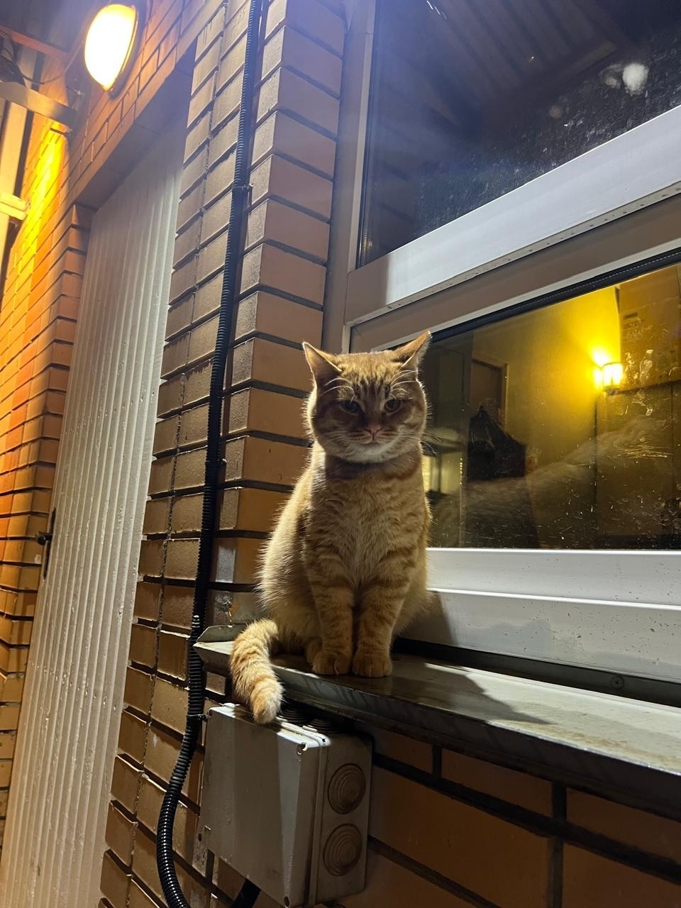 Найдена кошка в Зеленограде — фото объявления