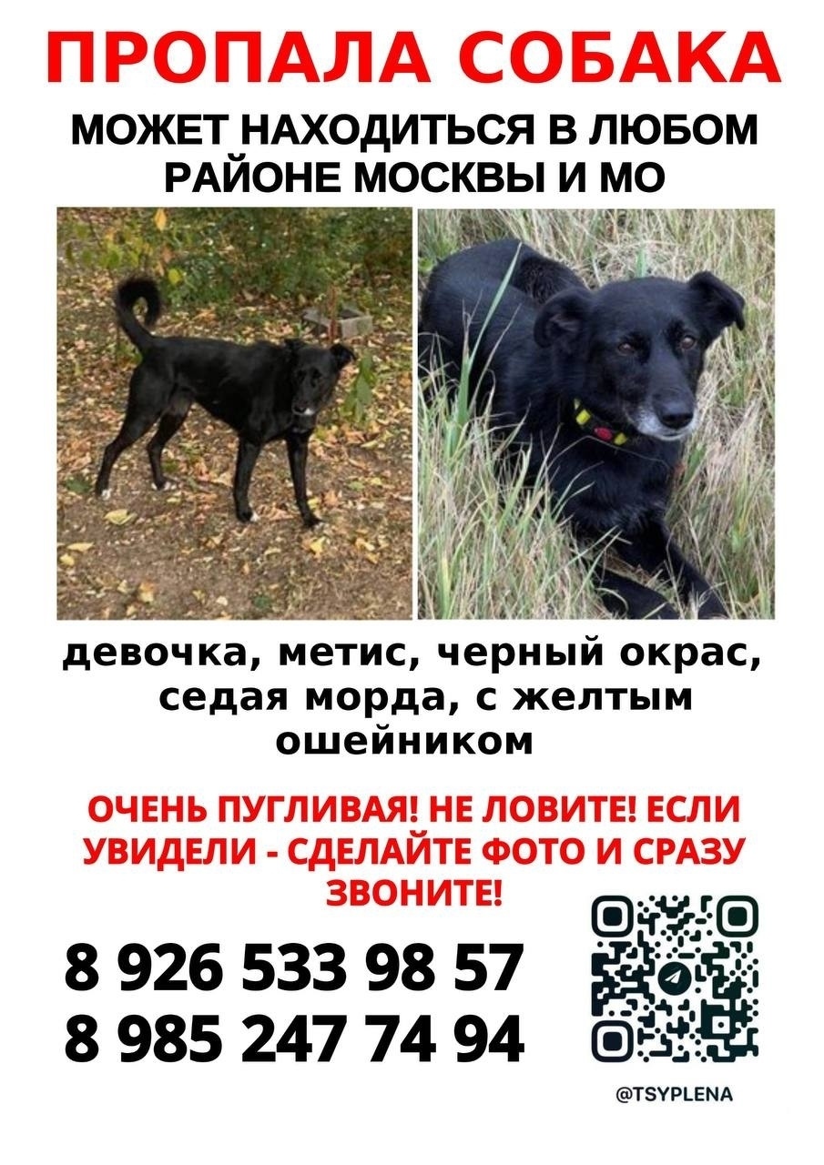 Пропала собака в Зеленограде — фото объявления
