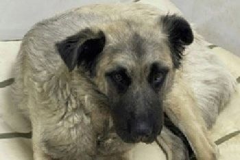 Найдена собака в Зеленограде — фото объявления