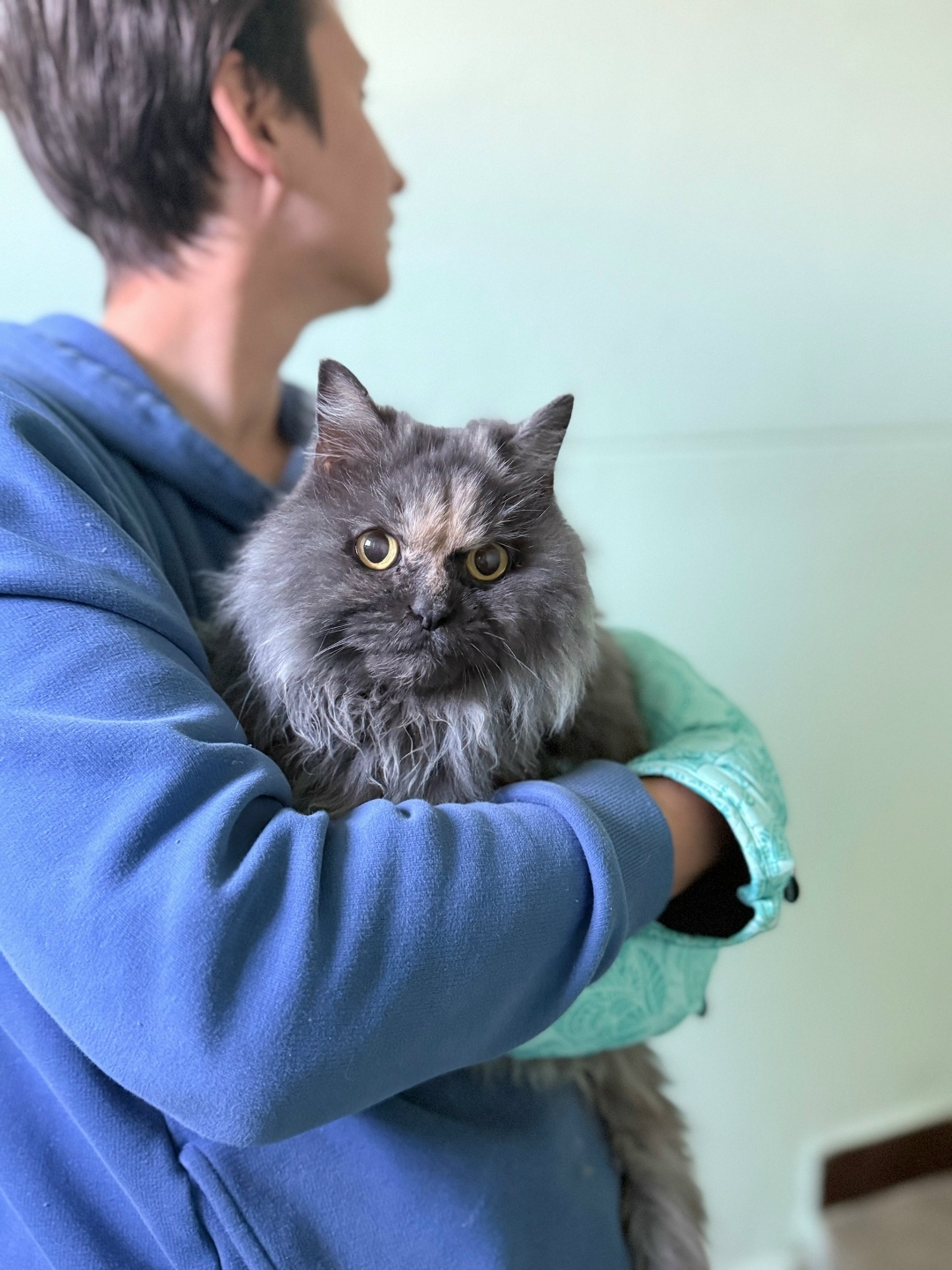 Найдена кошка в Зеленограде — фото объявления