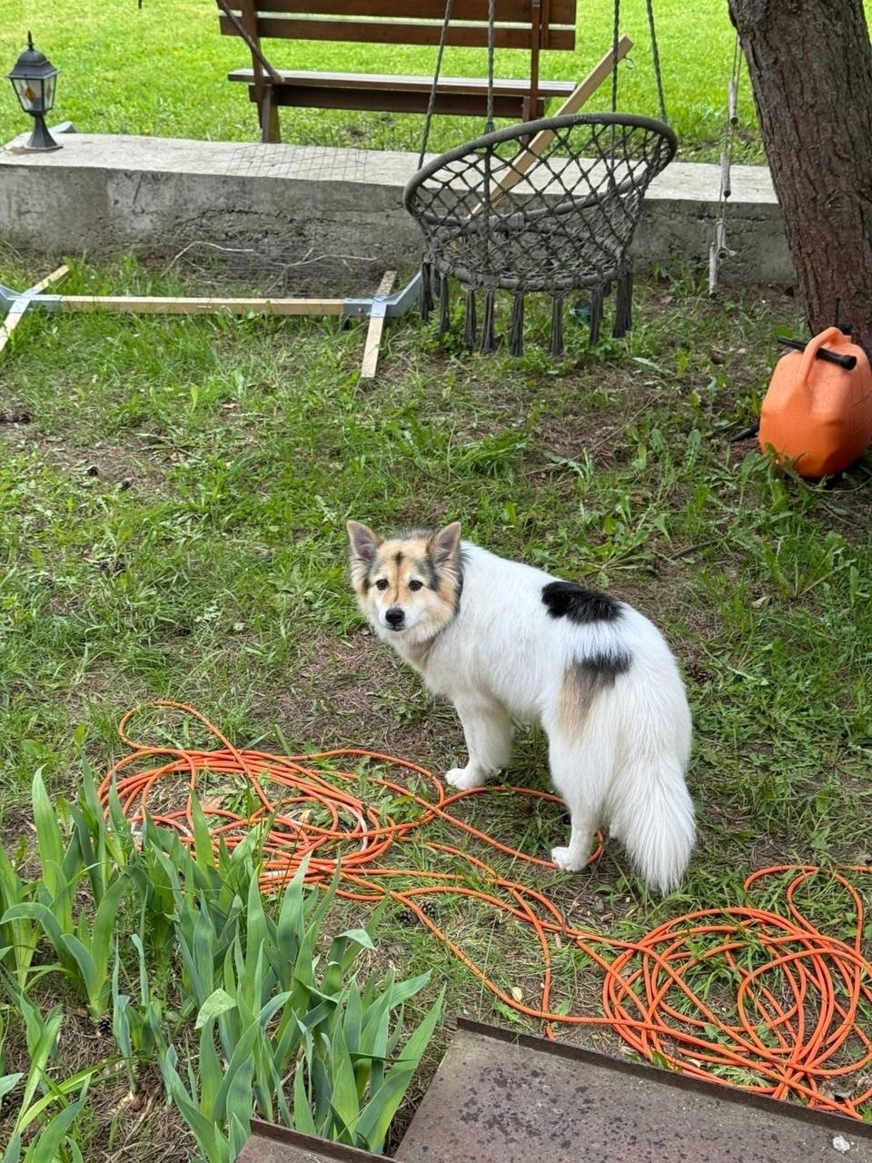 Пропала собака в Зеленограде — фото объявления