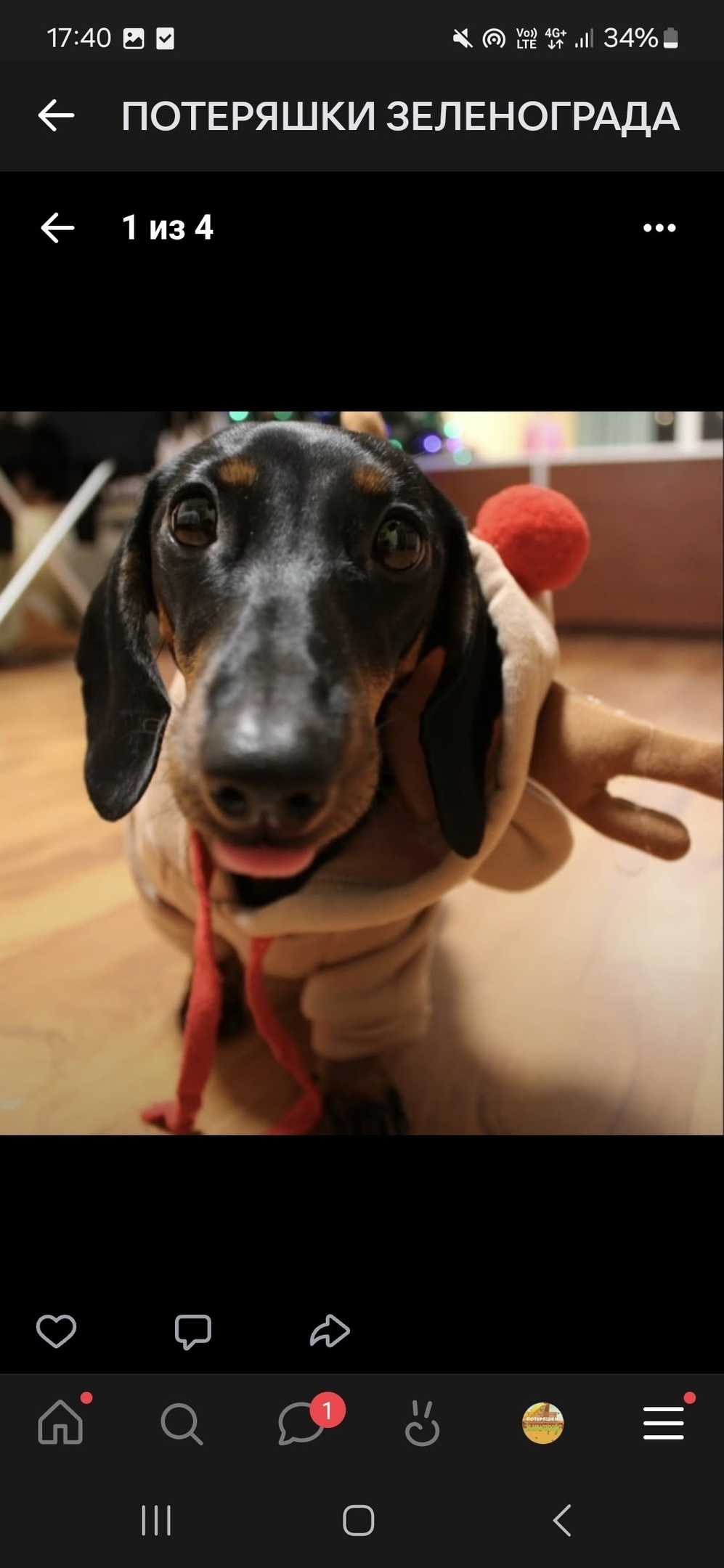 Пропала собака в Зеленограде — фото объявления