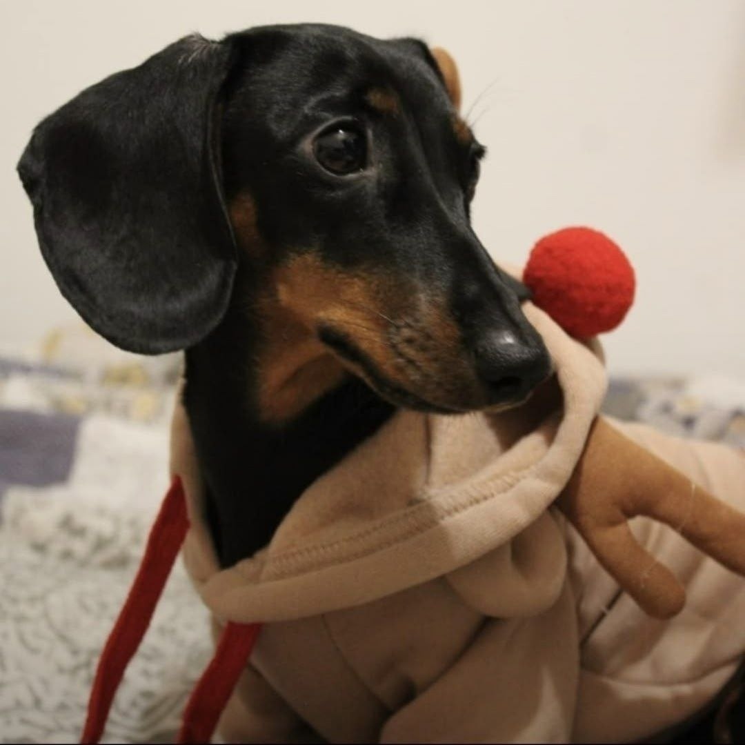 Пропала собака в Зеленограде — фото объявления