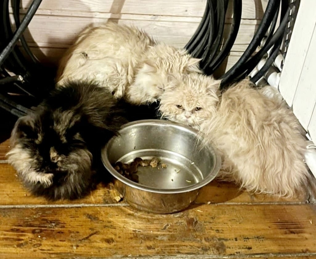 Найдена кошка в Зеленограде — фото объявления