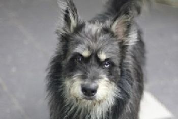 Найдена собака в Зеленограде — фото объявления