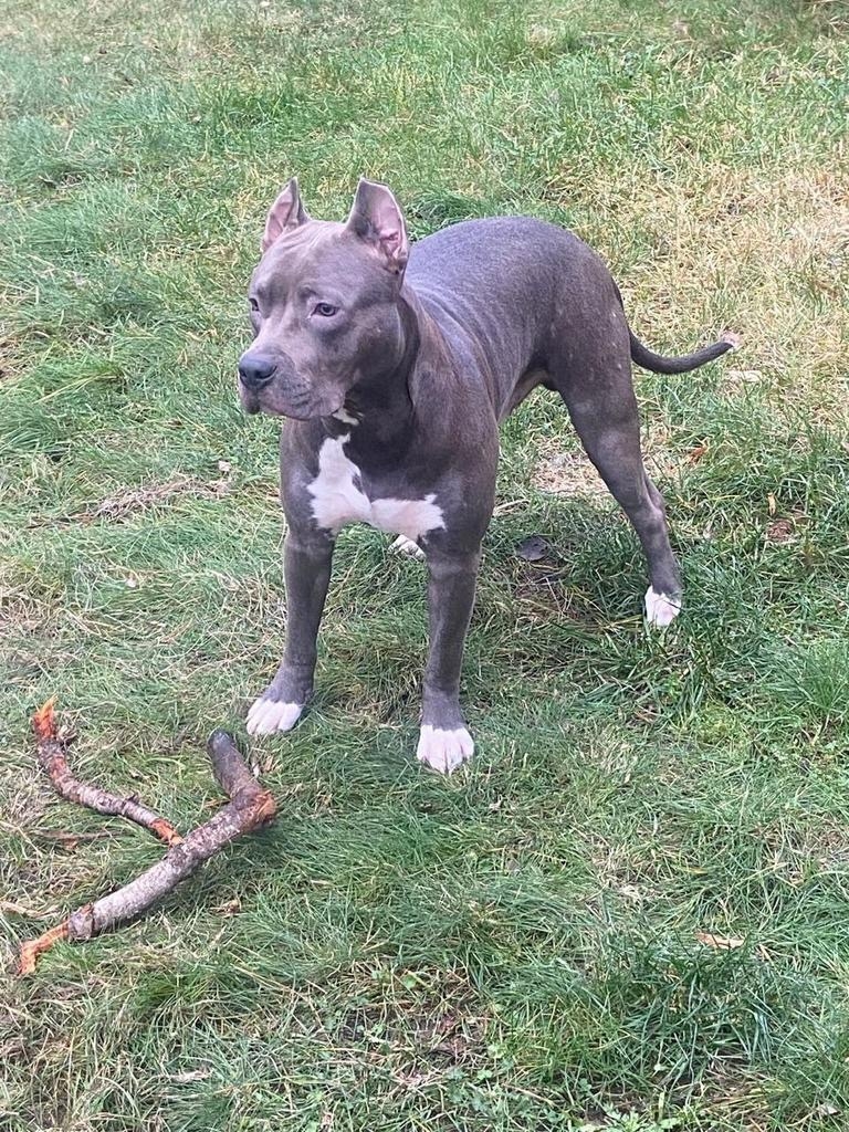 Пропала собака в Зеленограде — фото объявления