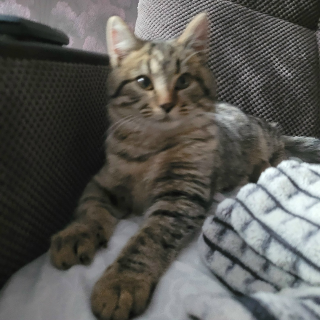 Найдена собака в Зеленограде — фото объявления