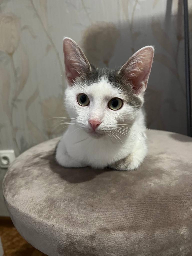 Пропала кошка в Зеленограде — фото объявления