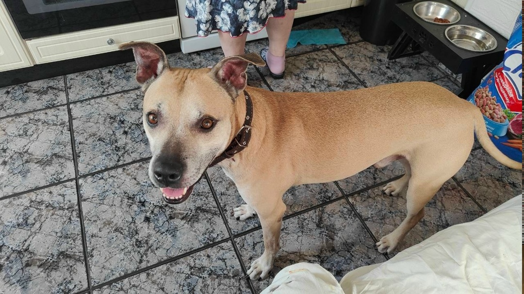 Найдена собака в Зеленограде — фото объявления