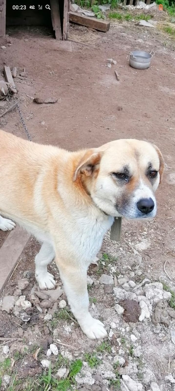 Пропала собака в Зеленограде — фото объявления