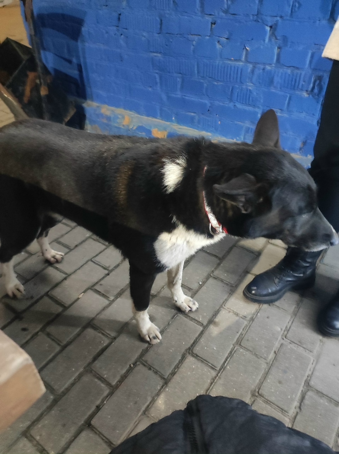 Пропала собака в Зеленограде — фото объявления
