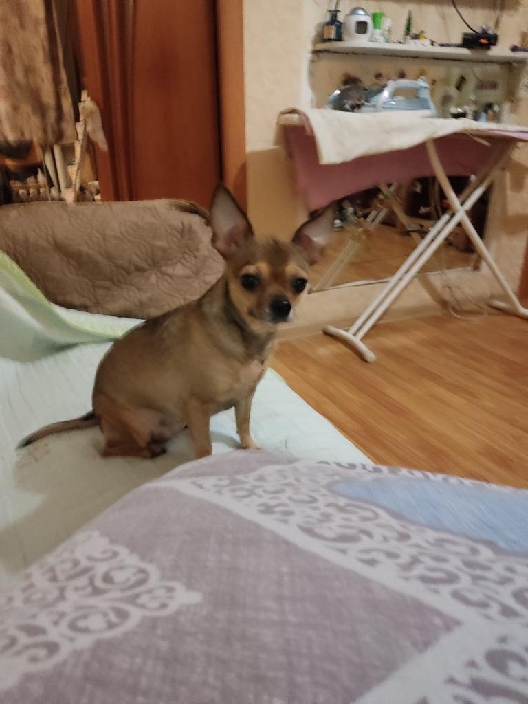 Пропала собака в Зеленограде — фото объявления