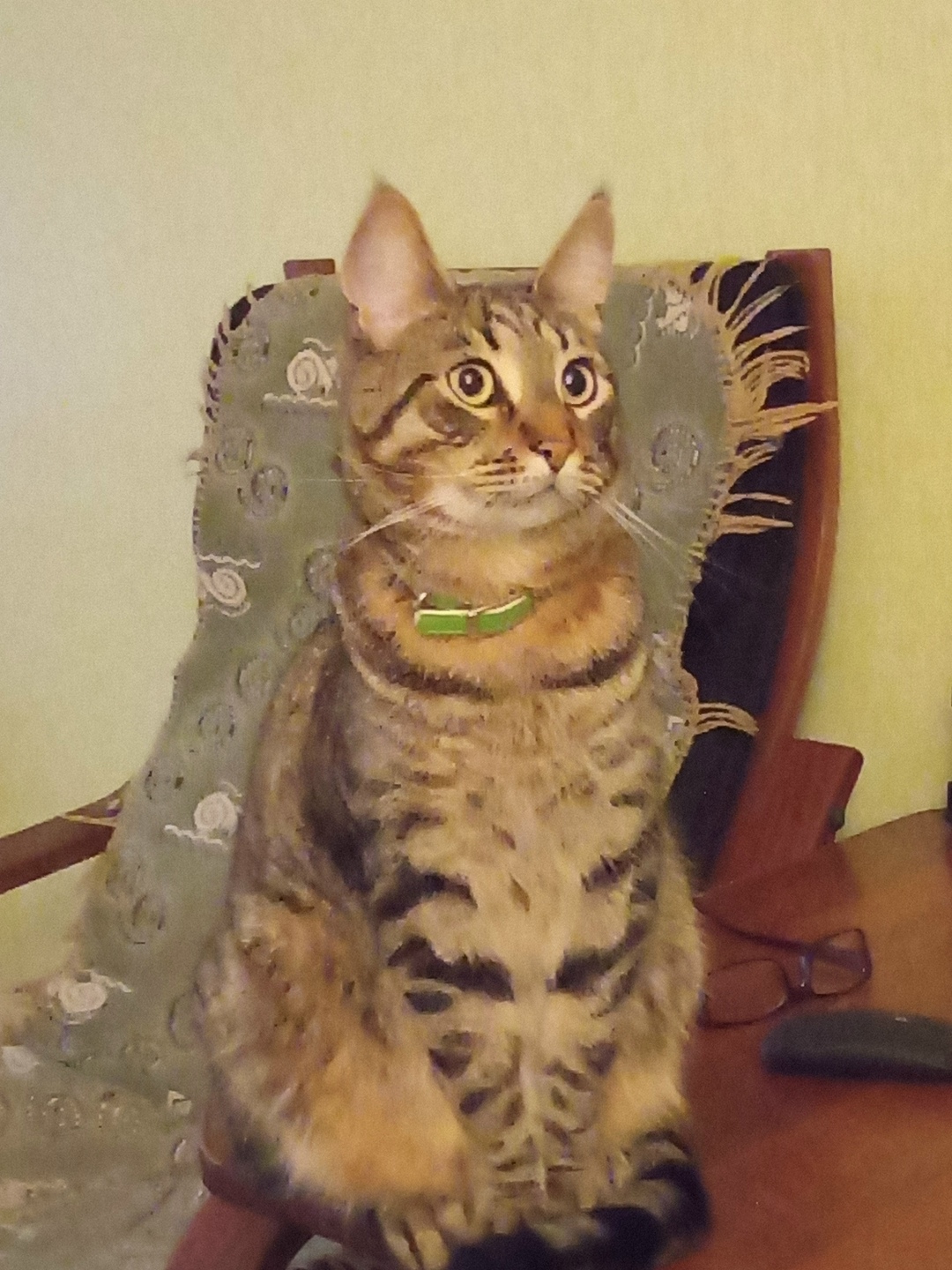 Пропала кошка в Зеленограде — фото объявления