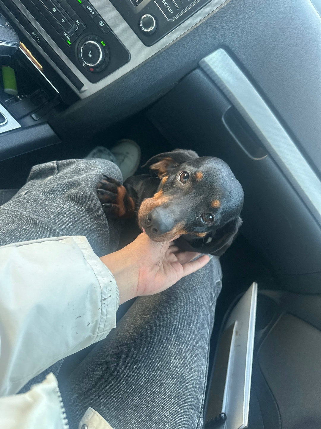 Найдена собака в Зеленограде — фото объявления