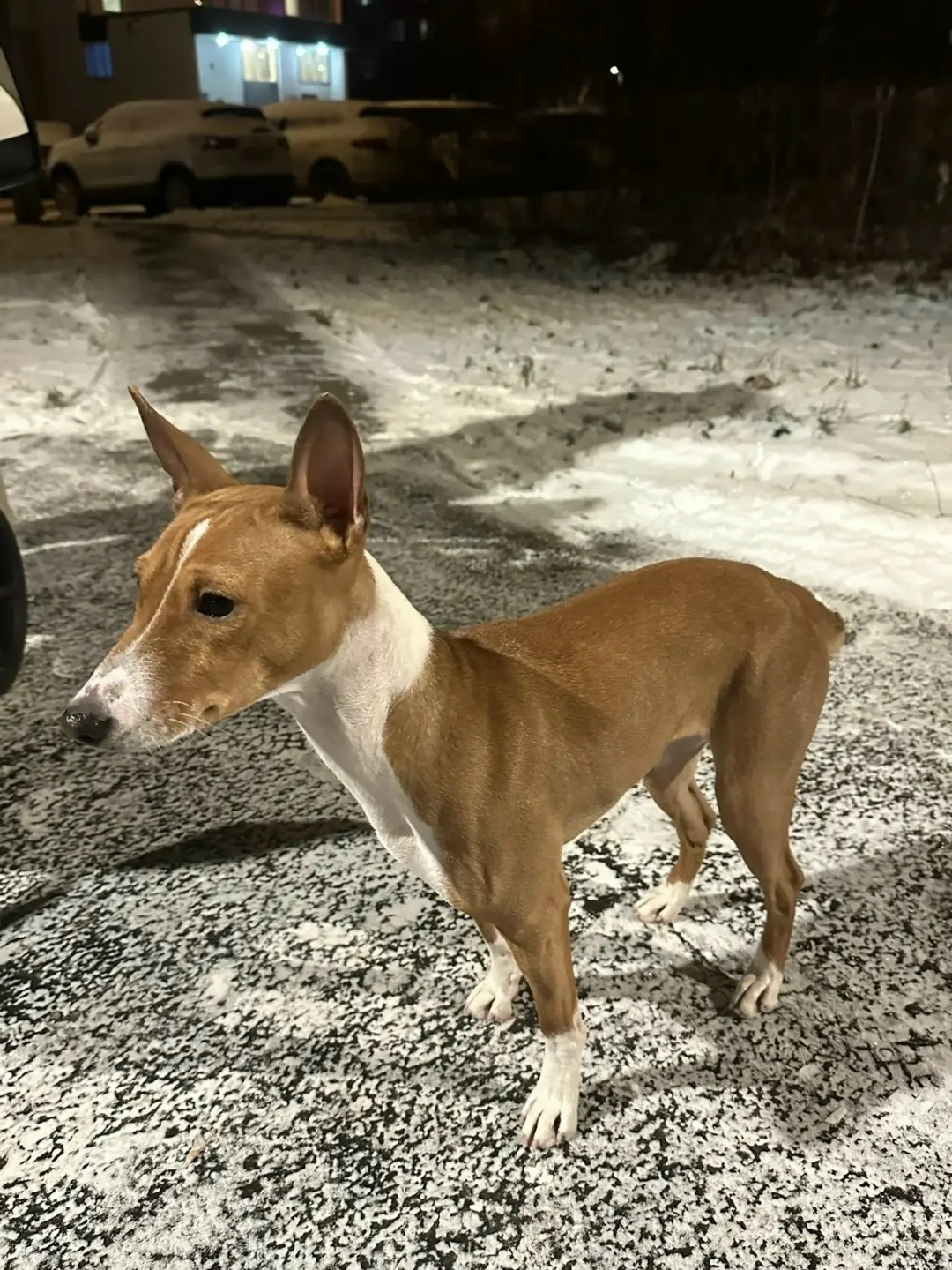 Найдена собака в Зеленограде — фото объявления