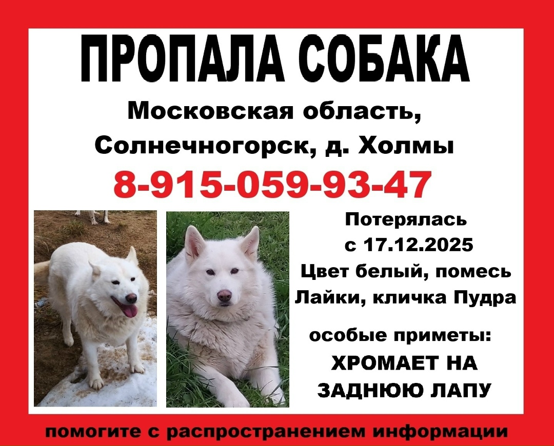 Пропала собака в Зеленограде — фото объявления