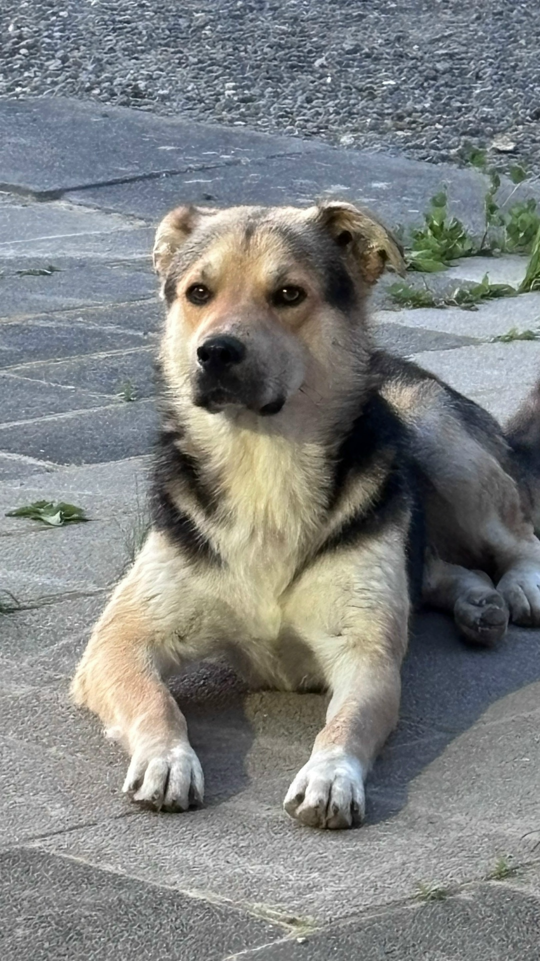 Пропала собака в Зеленограде — фото объявления