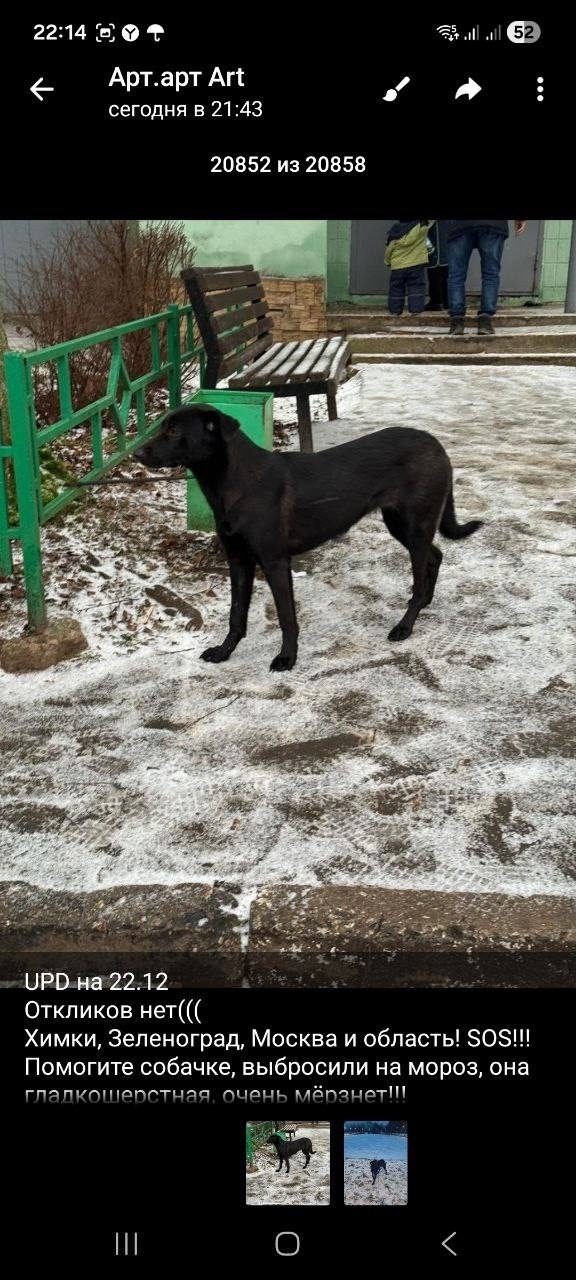 Пропала собака в Зеленограде — фото объявления