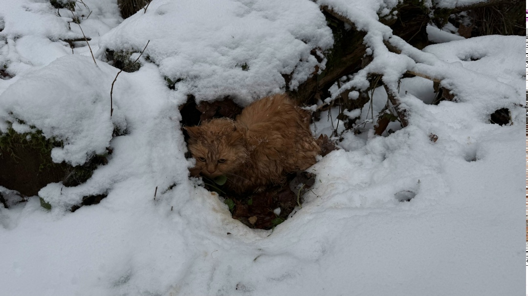 Найдена собака в Зеленограде — фото объявления