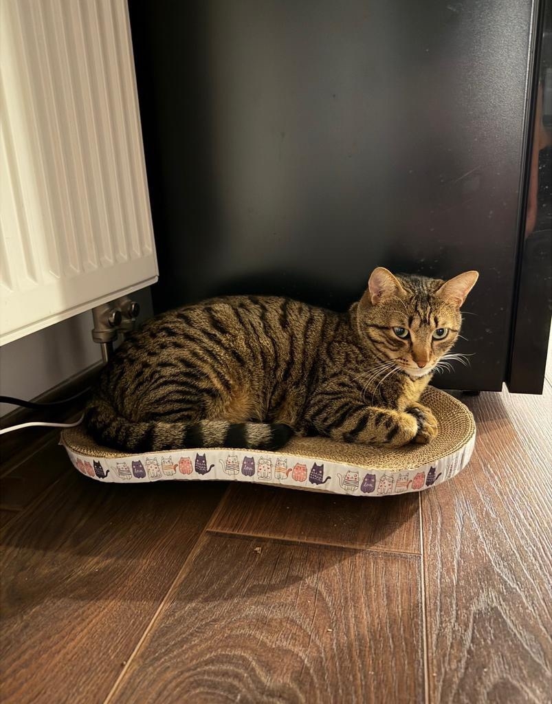 Пропала кошка в Зеленограде — фото объявления