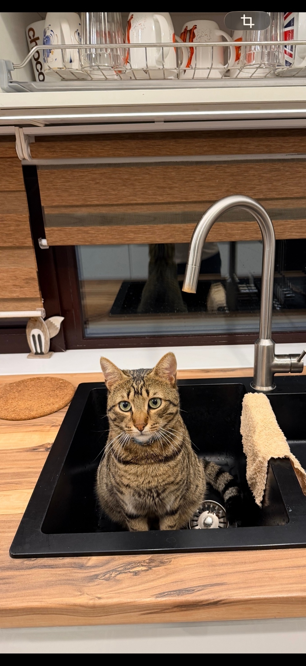 Пропала кошка в Зеленограде — фото объявления