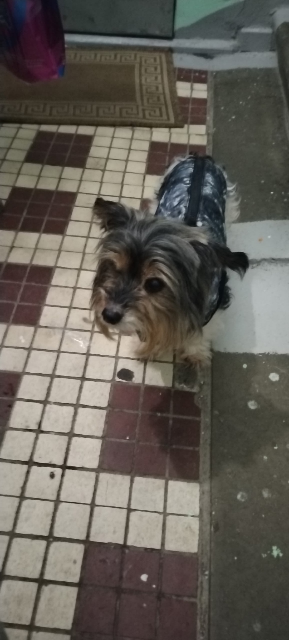 Найдена собака в Зеленограде — фото объявления