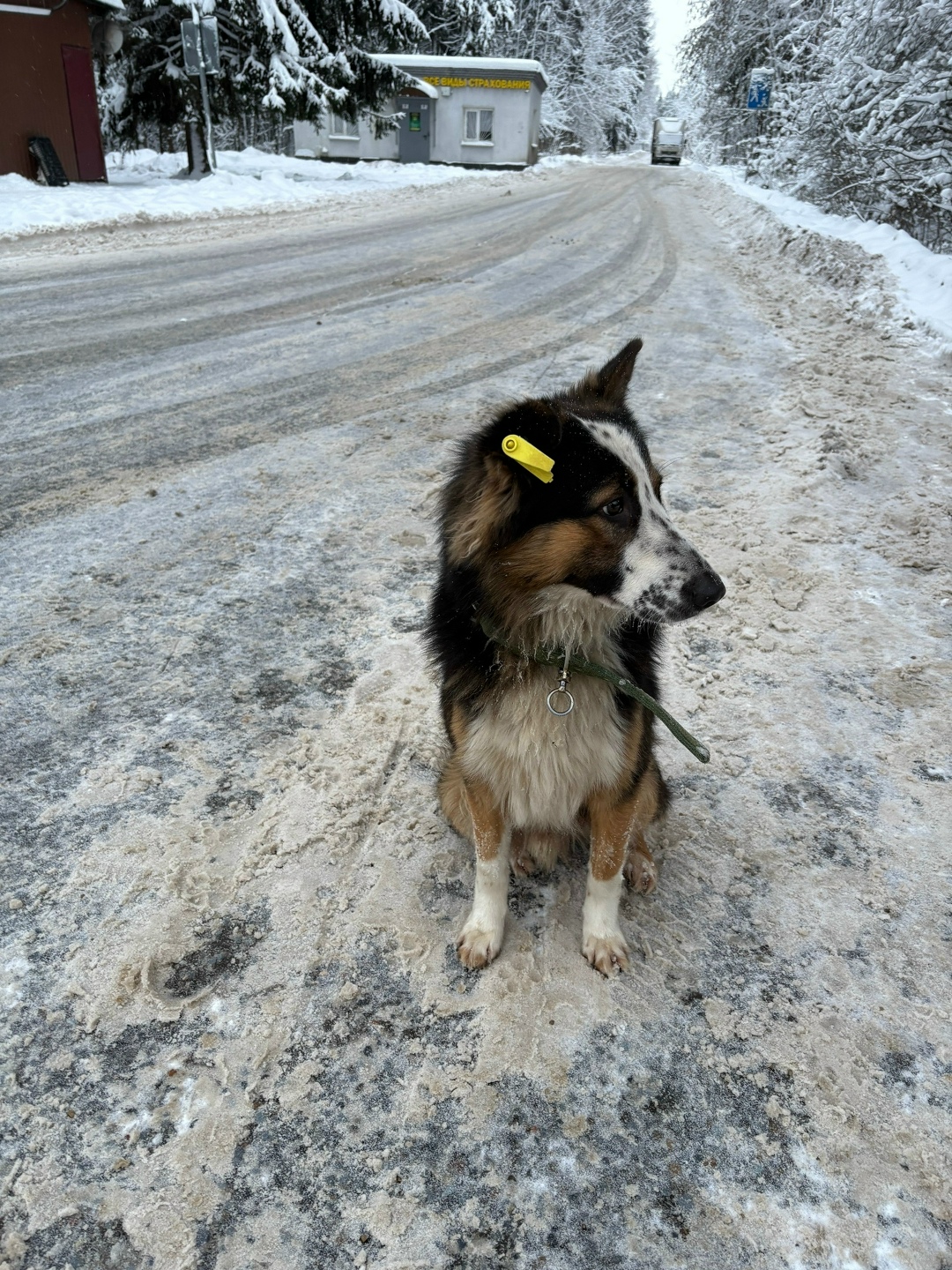 Пропала собака в Зеленограде — фото объявления