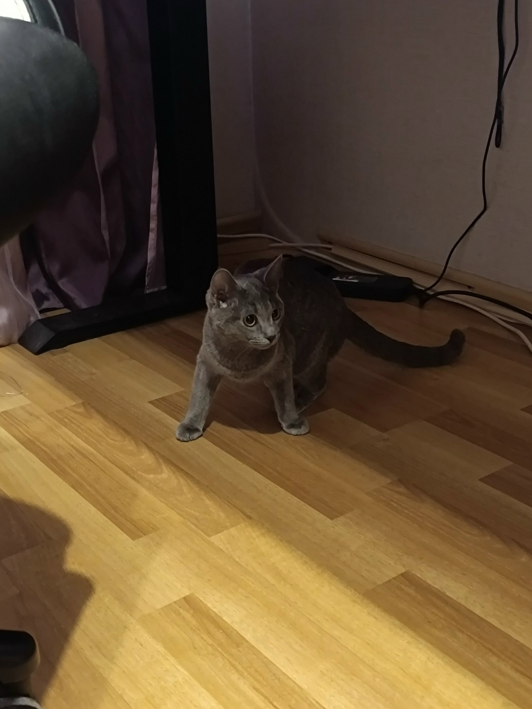 Найдена кошка в Зеленограде — фото объявления