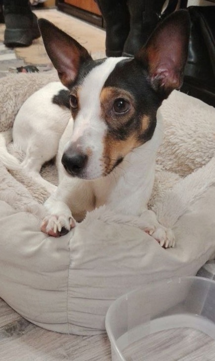 Найдена собака в Зеленограде — фото объявления