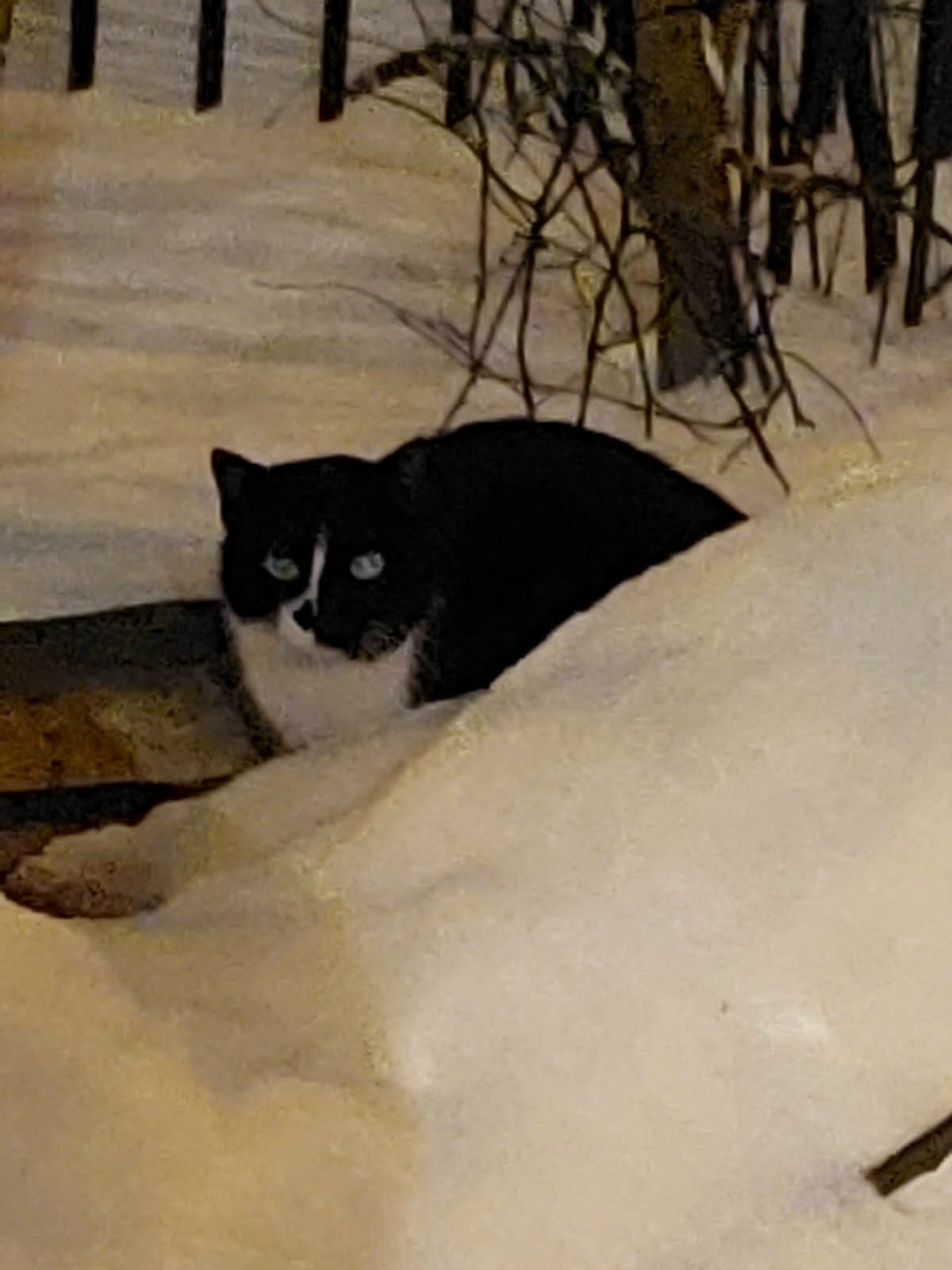 Пропала кошка в Зеленограде — фото объявления