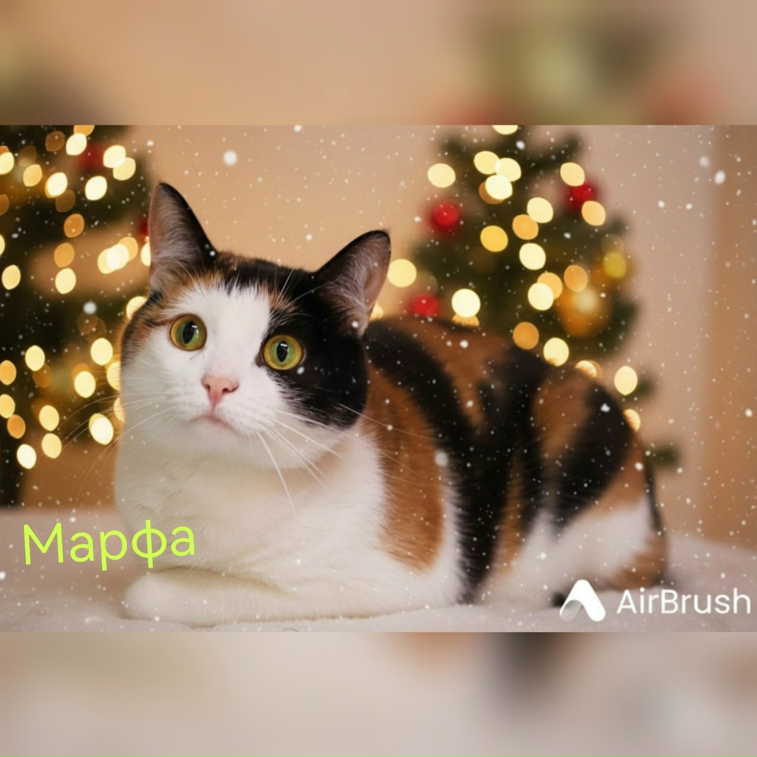 Пропала кошка в Зеленограде — фото объявления