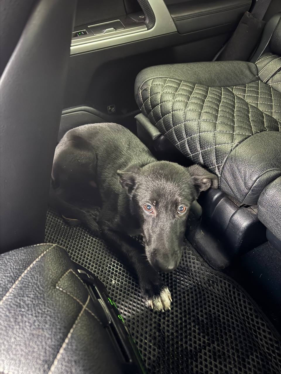 Найдена собака в Зеленограде — фото объявления