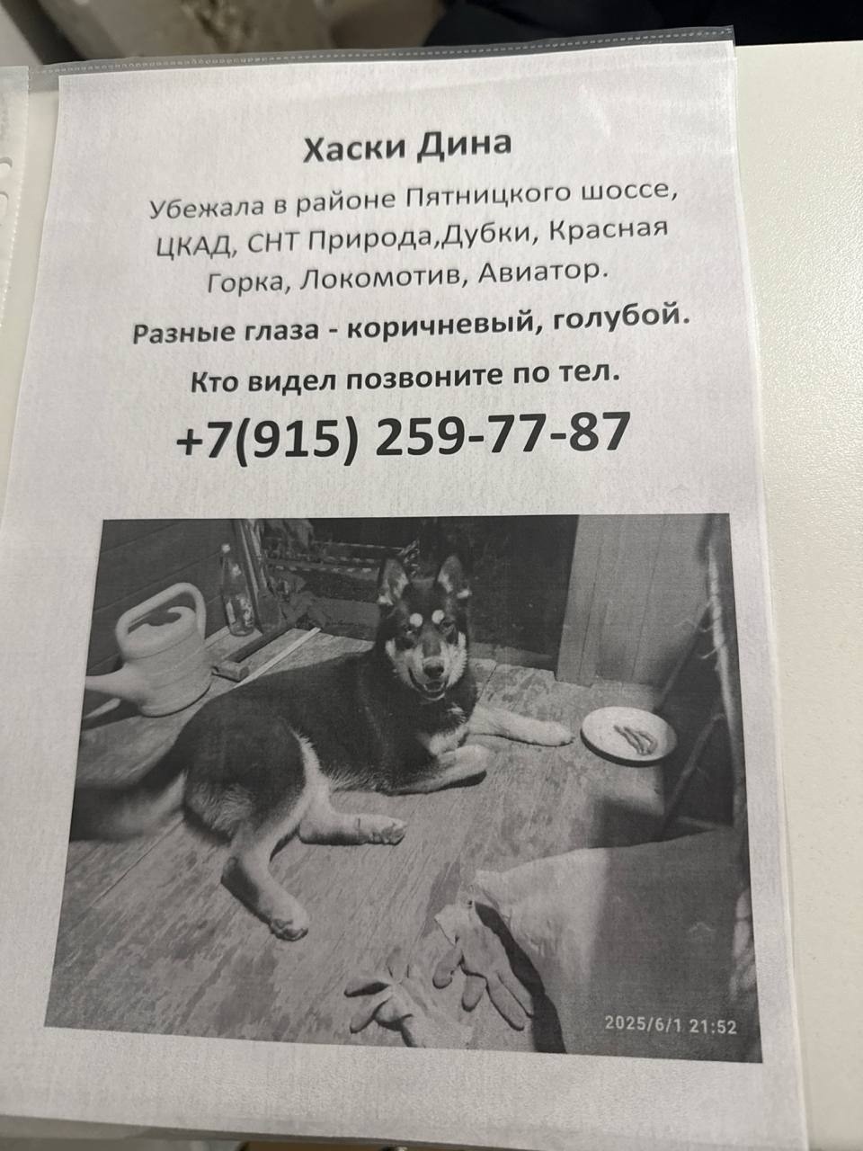 Пропала собака в Зеленограде — фото объявления
