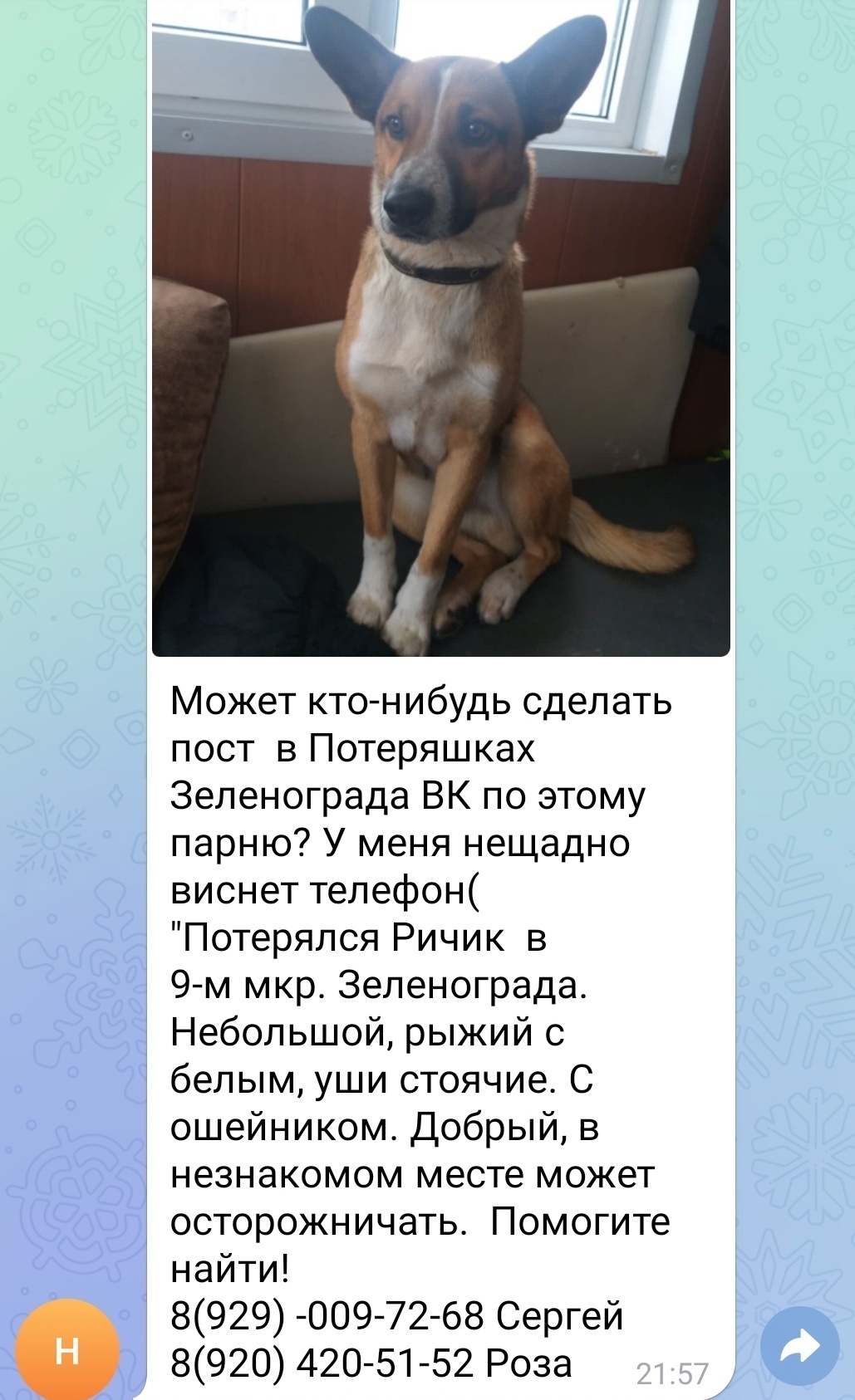 Пропала собака в Зеленограде — фото объявления