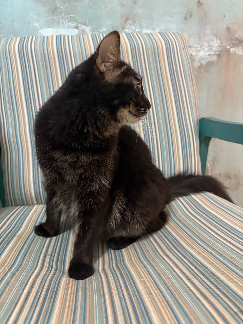 Пропала кошка в Зеленограде — фото объявления