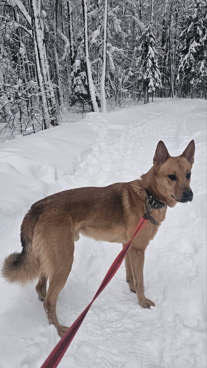 Найдена собака в Зеленограде — фото объявления