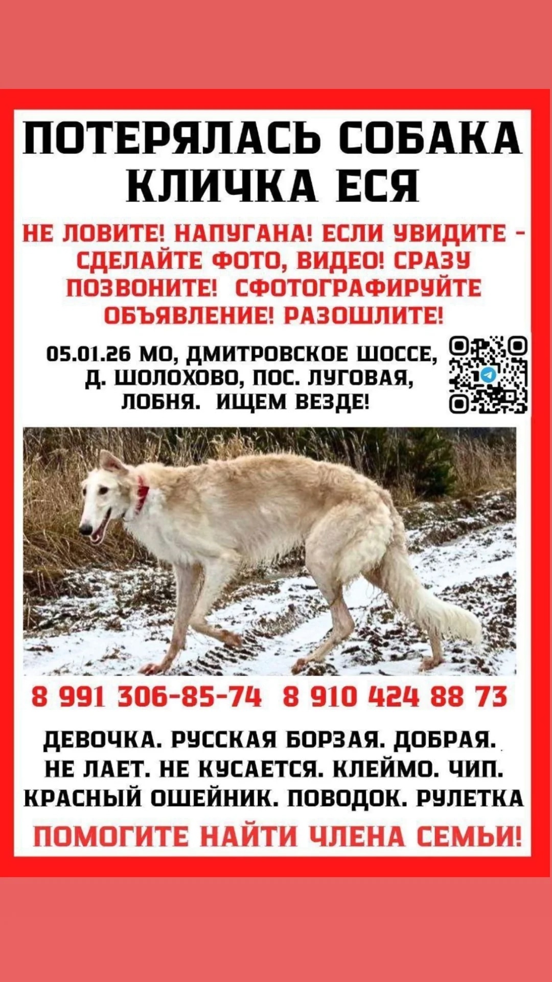 Пропала собака в Зеленограде — фото объявления